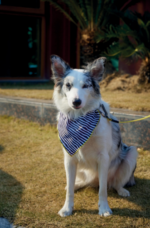 MPETS COLLAR BANDANA SAFARI - Imagen 3