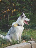 MPETS COLLAR ANTI-TIRO WILD SAFARI - Imagen 3