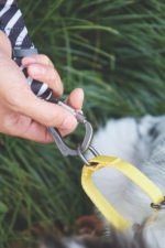 MPETS COLLAR ANTI-TIRO WILD SAFARI - Imagen 4