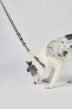 MPETS COLLAR ANTI-TIRO WILD SAFARI - Imagen 2