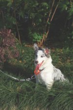 MPETS COLLAR ANTI-TIRO WILD JUNGLE - Imagen 2