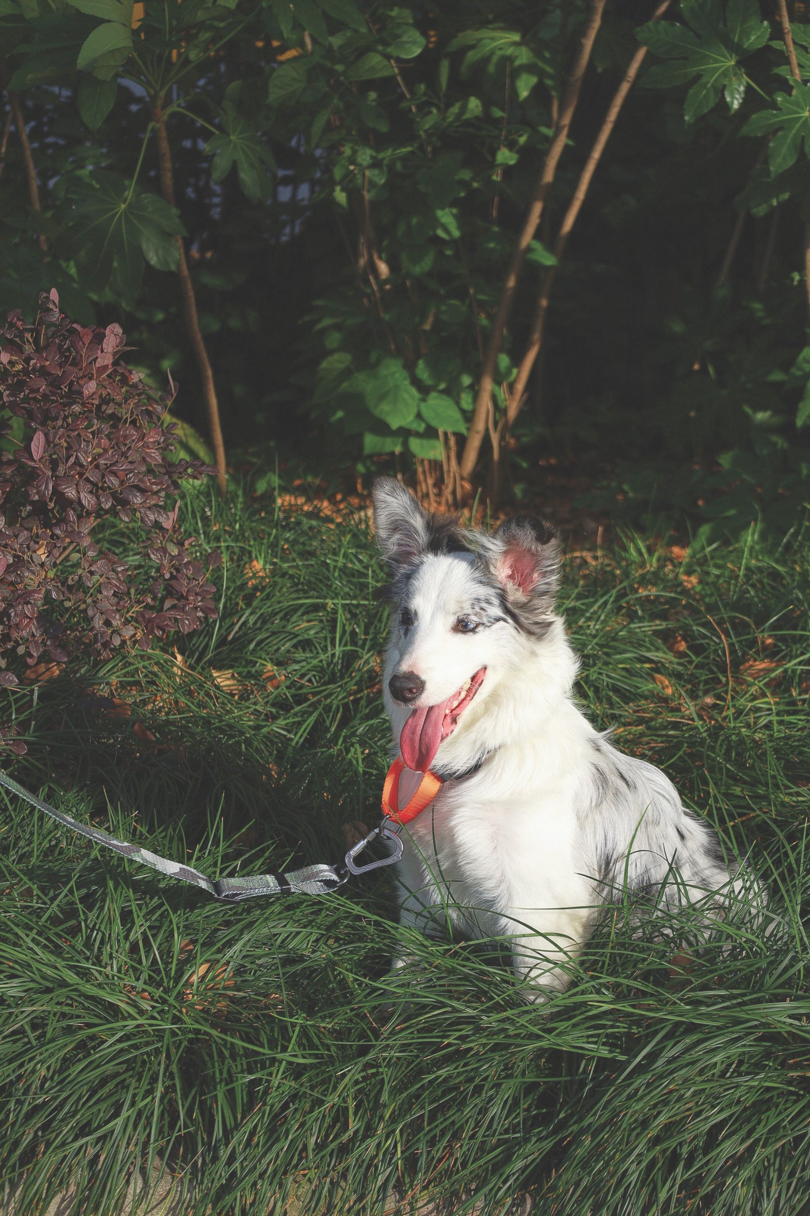 MPETS COLLAR ANTI-TIRO WILD JUNGLE - Imagen 2