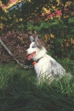 MPETS COLLAR ANTI-TIRO WILD JUNGLE - Imagen 4