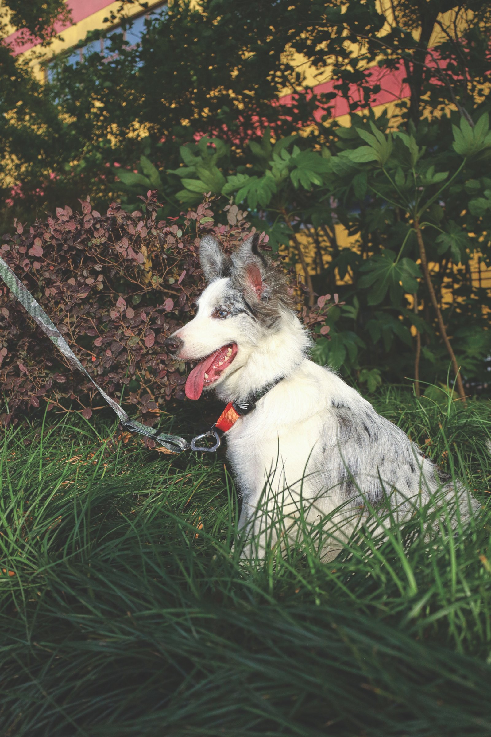 MPETS COLLAR ANTI-TIRO WILD JUNGLE - Imagen 4