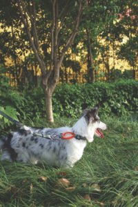 MPETS COLLAR ANTI-TIRO WILD JUNGLE - Imagen 3