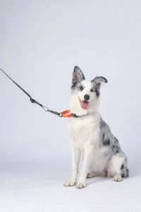 MPETS COLLAR ANTI-TIRO WILD JUNGLE - Imagen 5