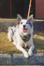 MPETS COLLAR BANDANA JUNGLE - Imagen 3