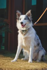 MPETS COLLAR BANDANA JUNGLE - Imagen 5