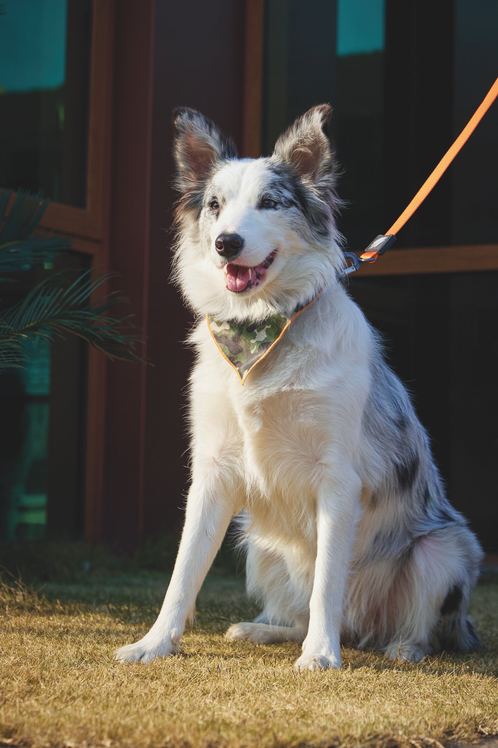 MPETS COLLAR BANDANA JUNGLE - Imagen 5