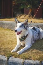 MPETS COLLAR BANDANA JUNGLE - Imagen 6