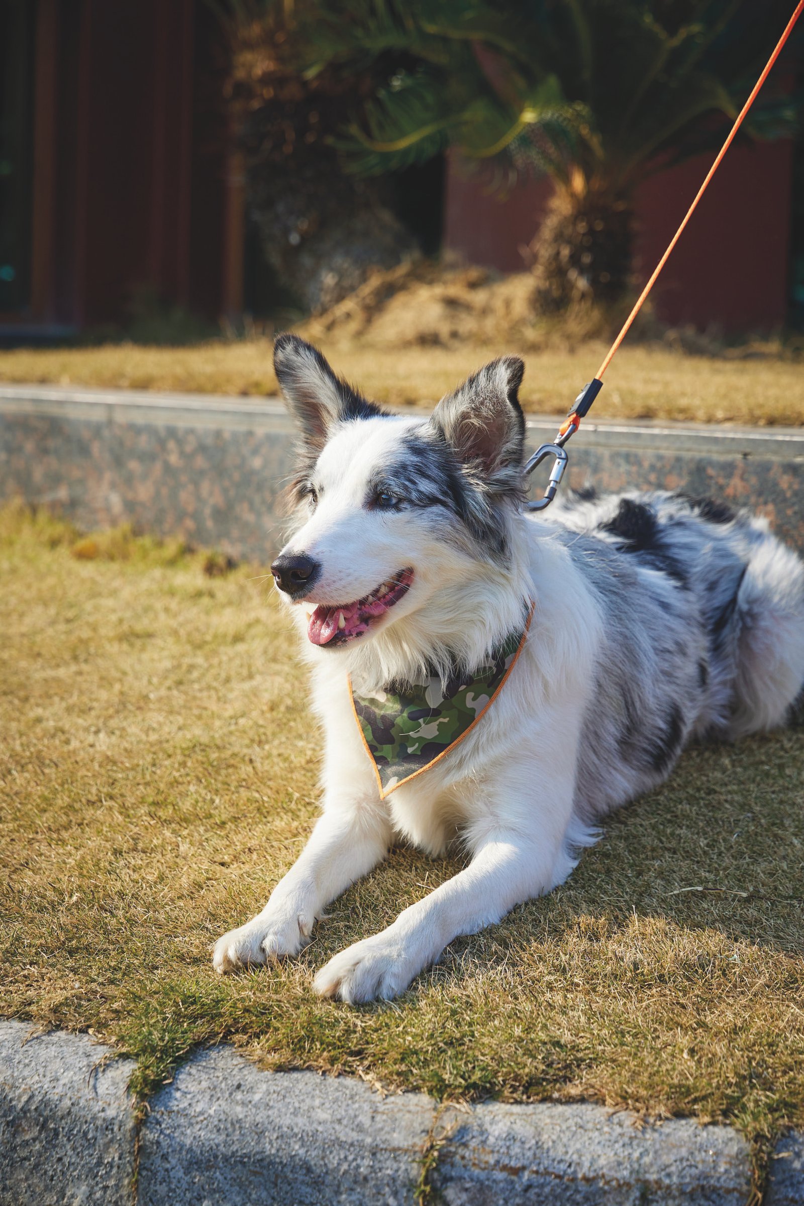 MPETS COLLAR BANDANA JUNGLE - Imagen 6