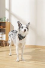 MPETS COLLAR BANDANA JUNGLE - Imagen 4