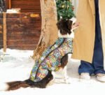 Campera impermeable MPets Gentle dog Winter jacket Multicolor