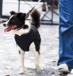 Campera impermeable MPets Gentle dog Winter jacket Negro y azul - Imagen 7