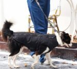 Campera impermeable MPets Gentle dog Winter jacket Negro y azul - Imagen 9